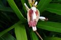 Alpinia officinarum